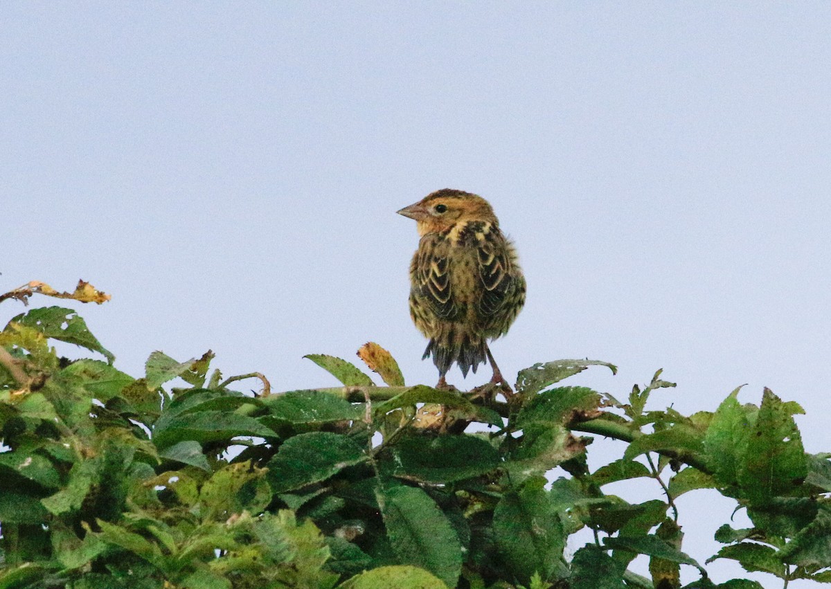 Bobolink - ML640908871