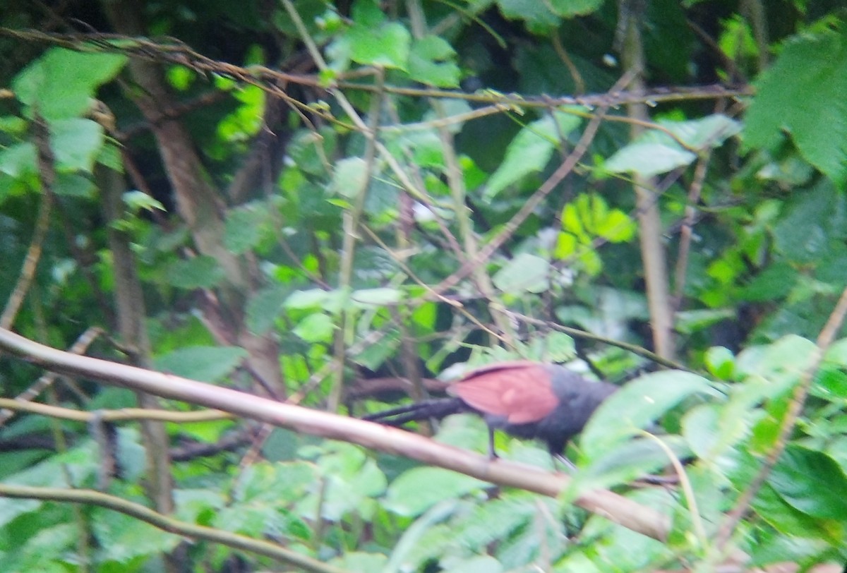 Philippine Coucal - ML640908886
