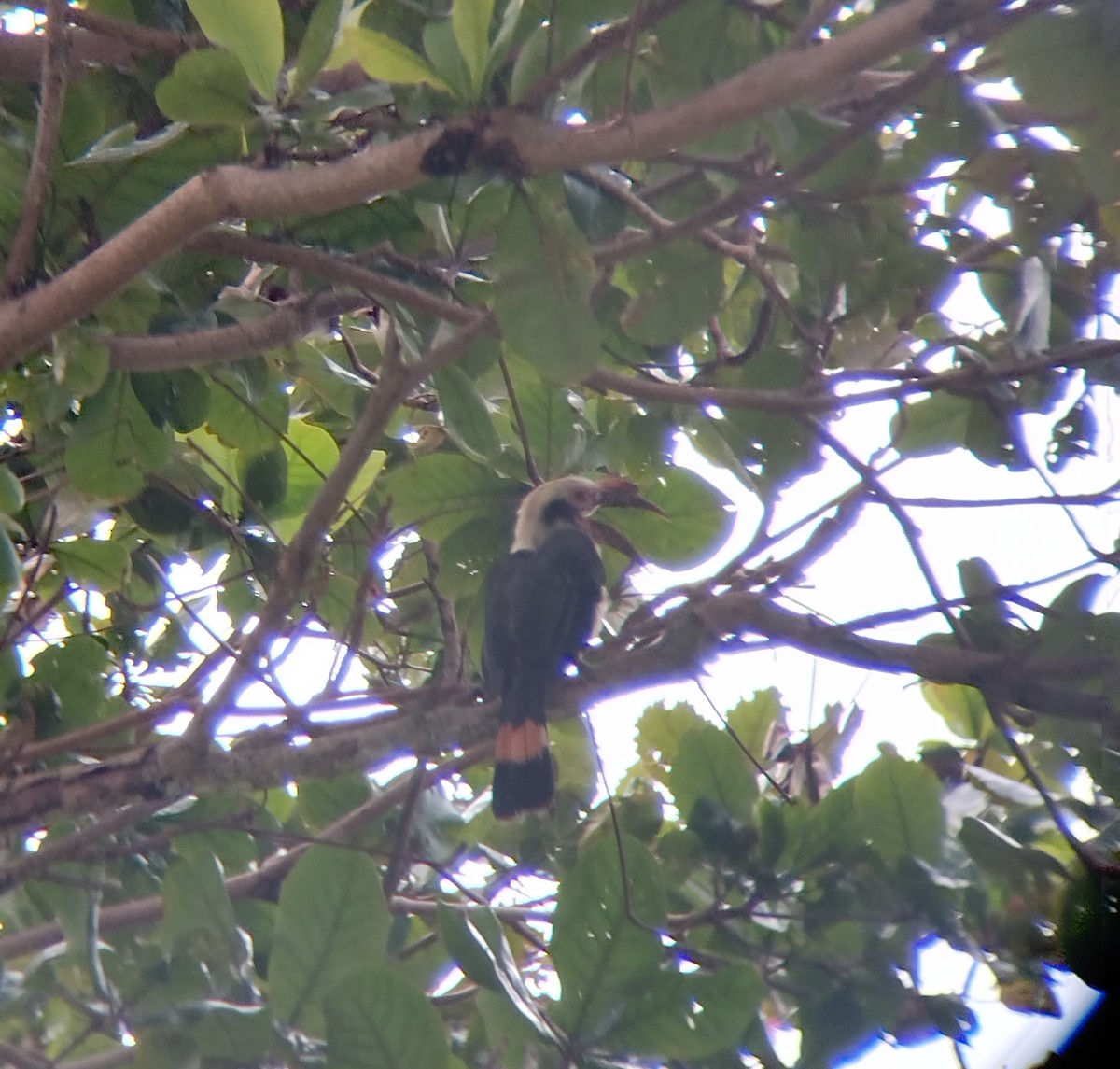 Luzon Hornbill - ML640908904