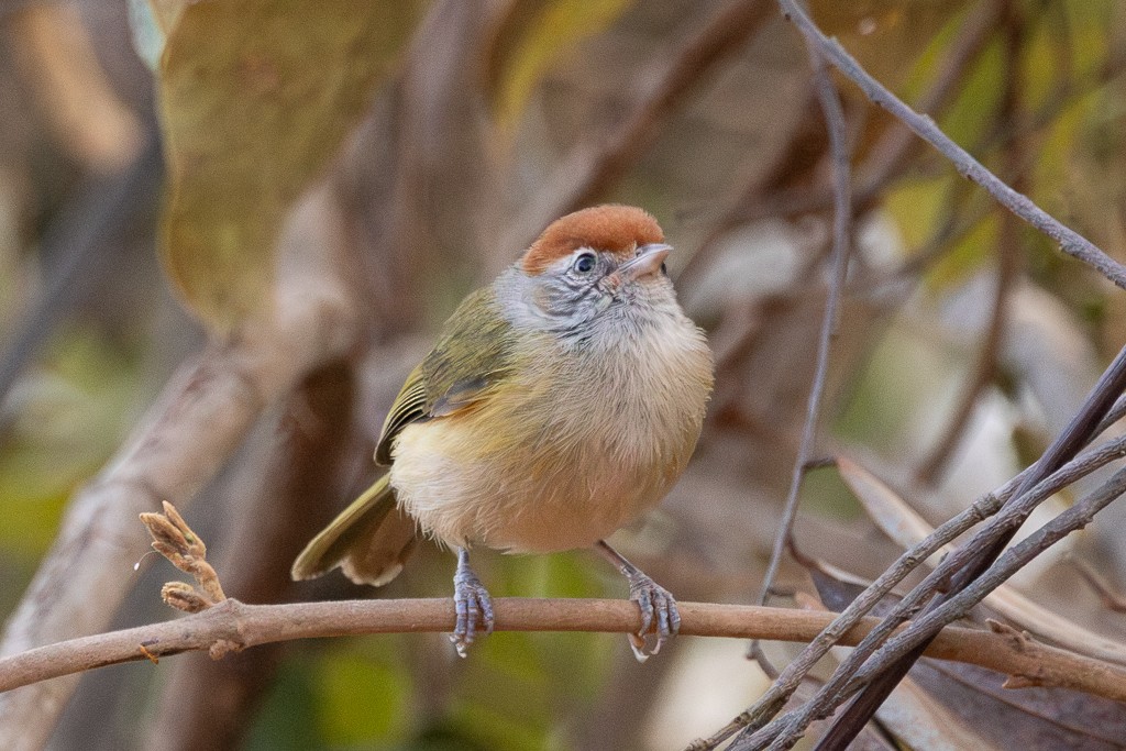 Gray-eyed Greenlet - ML640908928