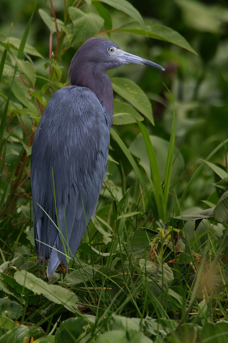 Little Blue Heron - ML640908942