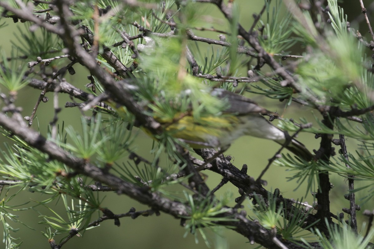 Magnolia Warbler - Malinda Chapman
