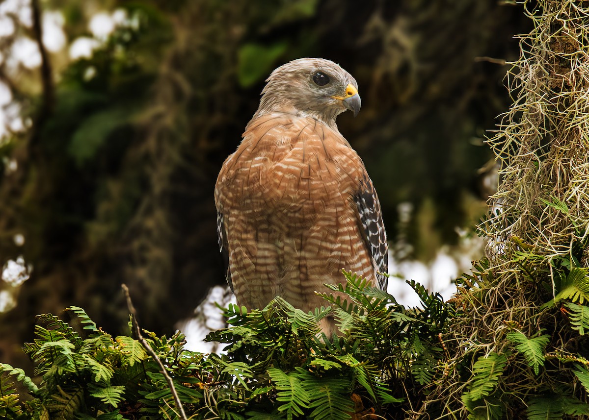 Red-shouldered Hawk - ML640908983