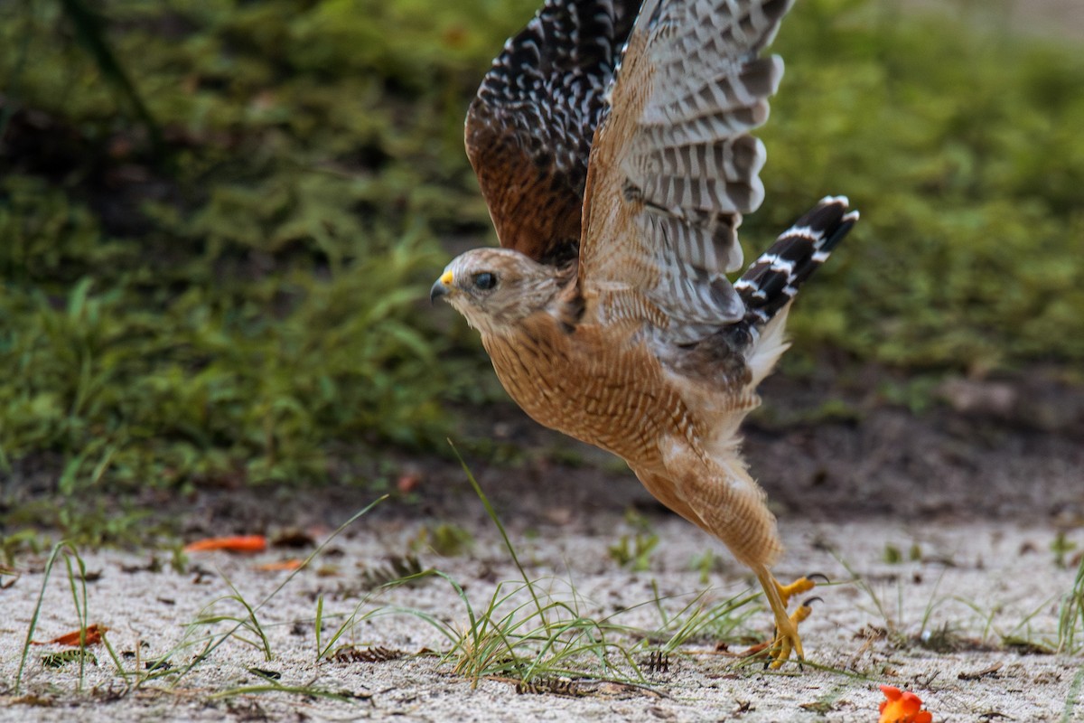 Red-shouldered Hawk - ML640908984