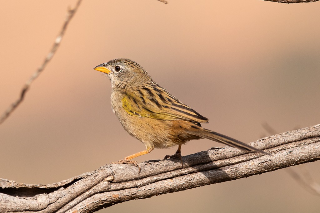 Wedge-tailed Grass-Finch - ML640908986