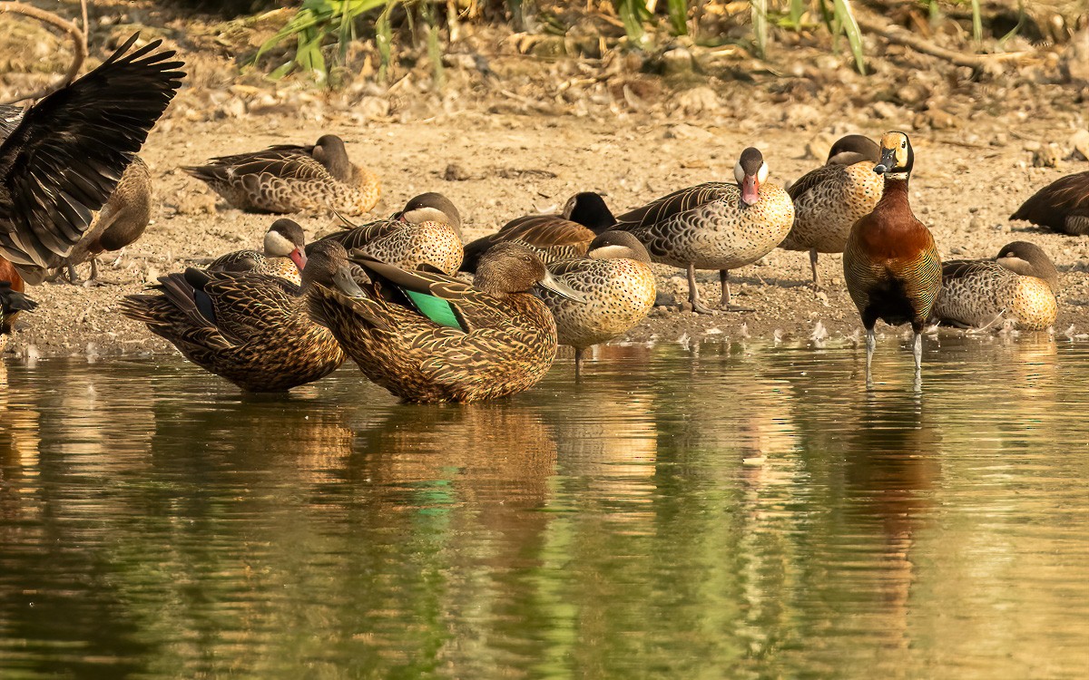 Meller's Duck - ML640909003