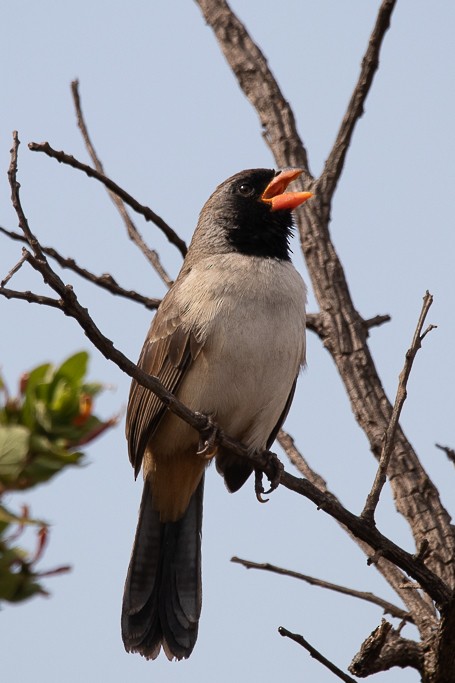 Black-throated Saltator - ML640909005