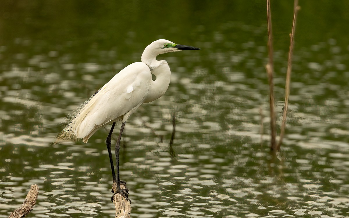 Great Egret (African) - ML640909039