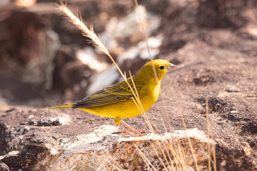 Stripe-tailed Yellow-Finch - ML640909087