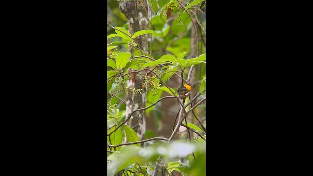 Golden-collared Manakin - ML640909109