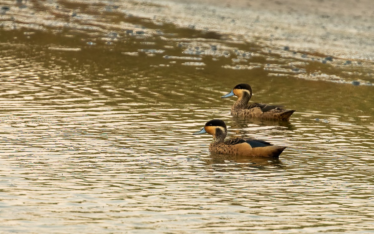 Blue-billed Teal - ML640909130