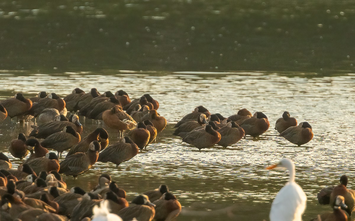 Fulvous Whistling-Duck - ML640909150