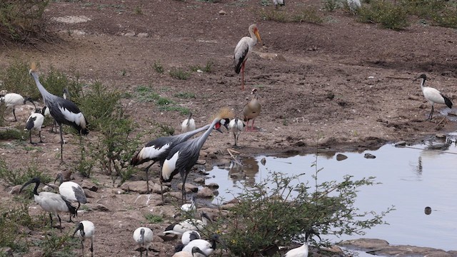 Gray Crowned-Crane - ML640909187
