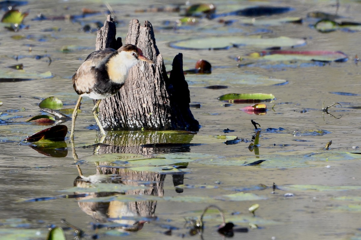Comb-crested Jacana - ML640909263