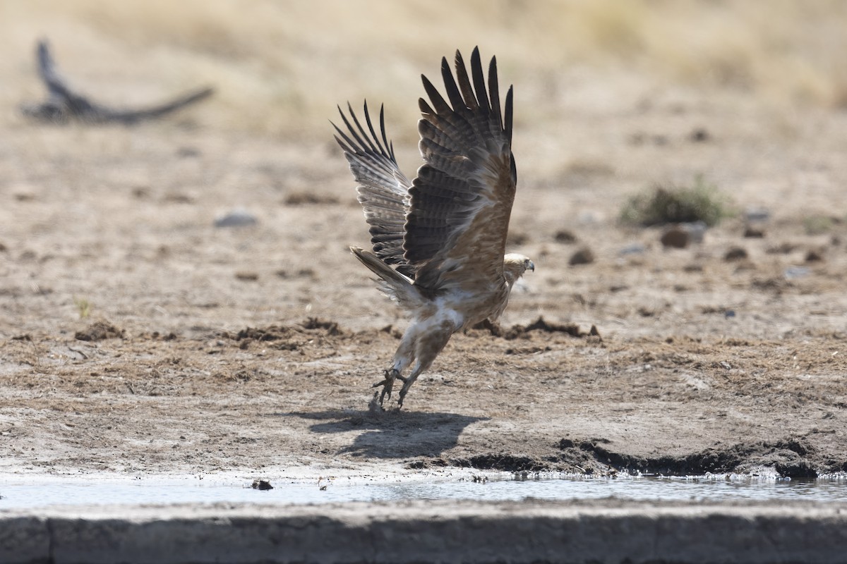 Tawny Eagle - ML640909268