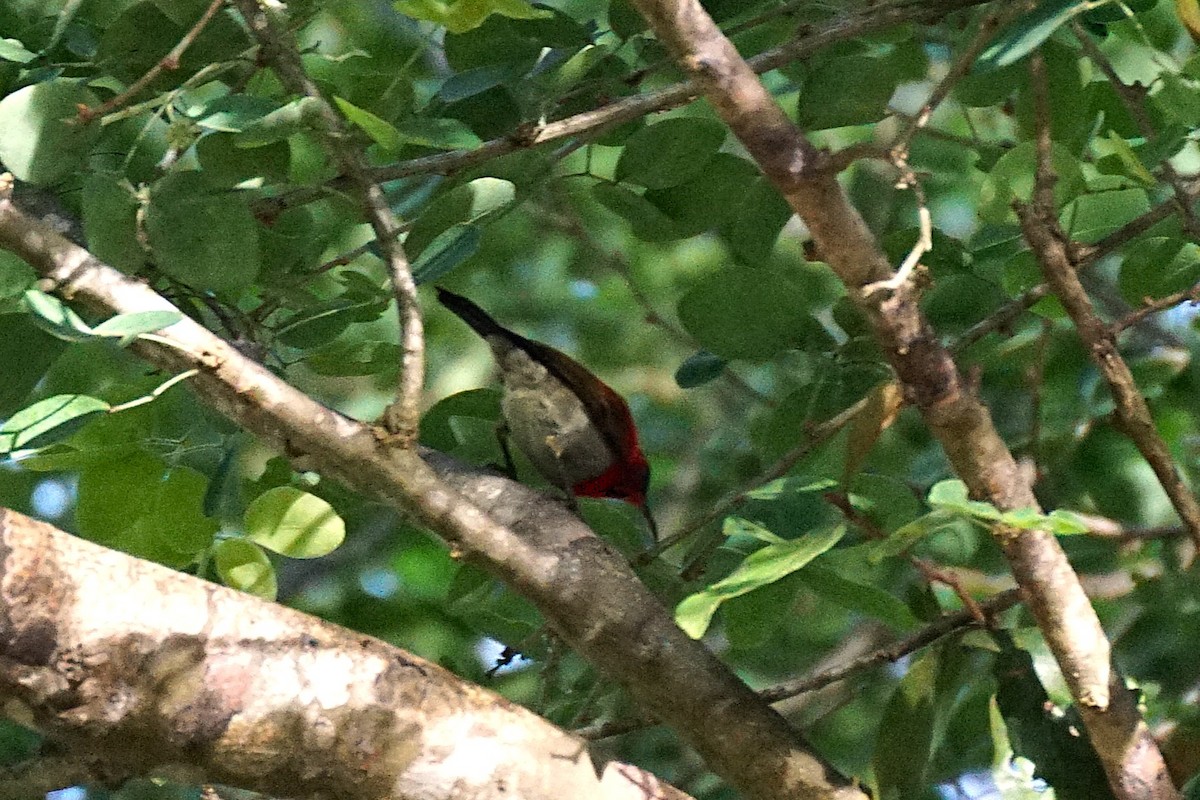 Crimson Sunbird - ML640909305