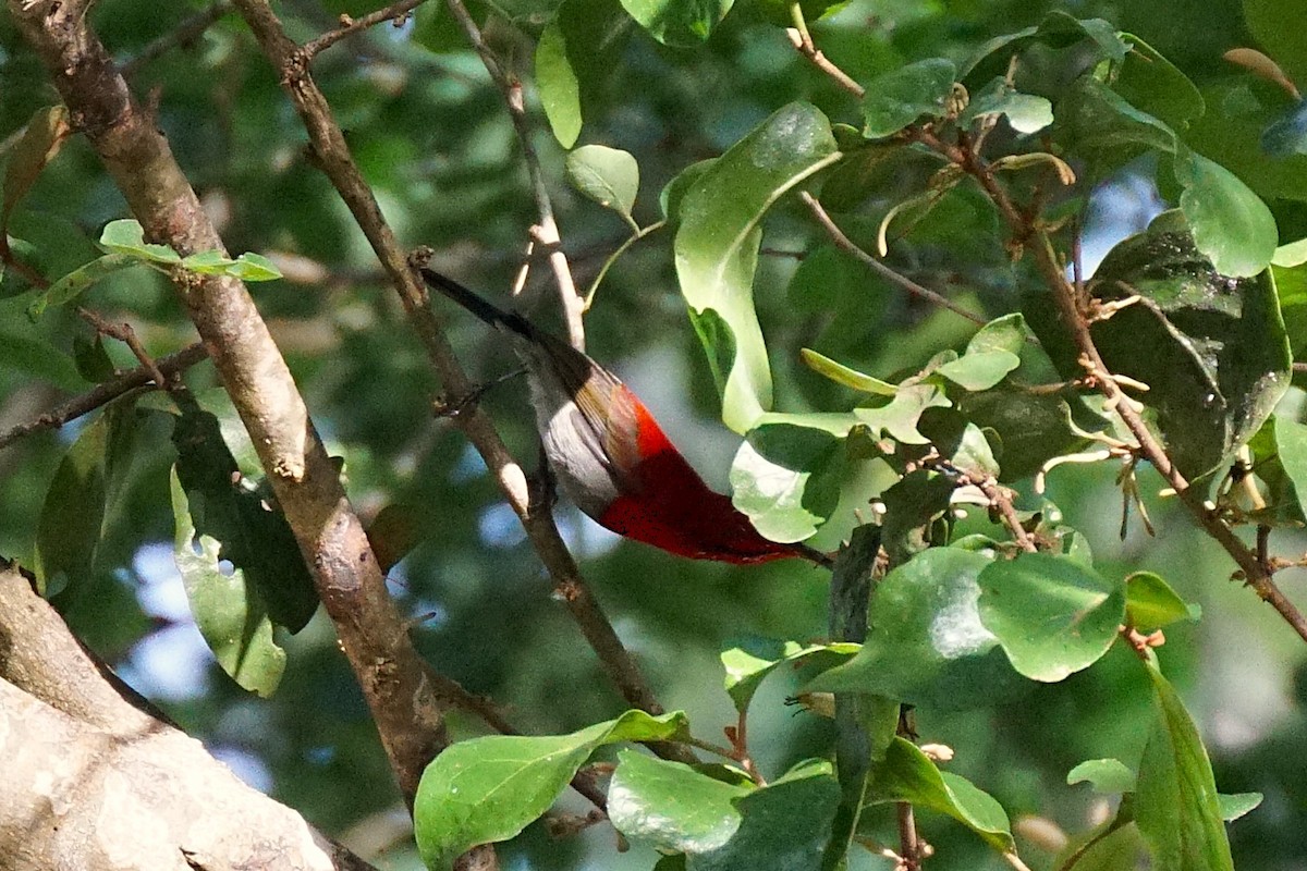 Crimson Sunbird - ML640909306