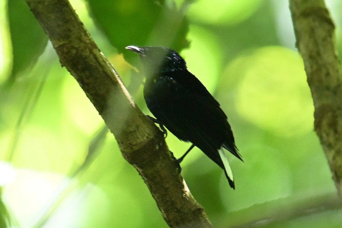 Natewa Silktail - ML640909311