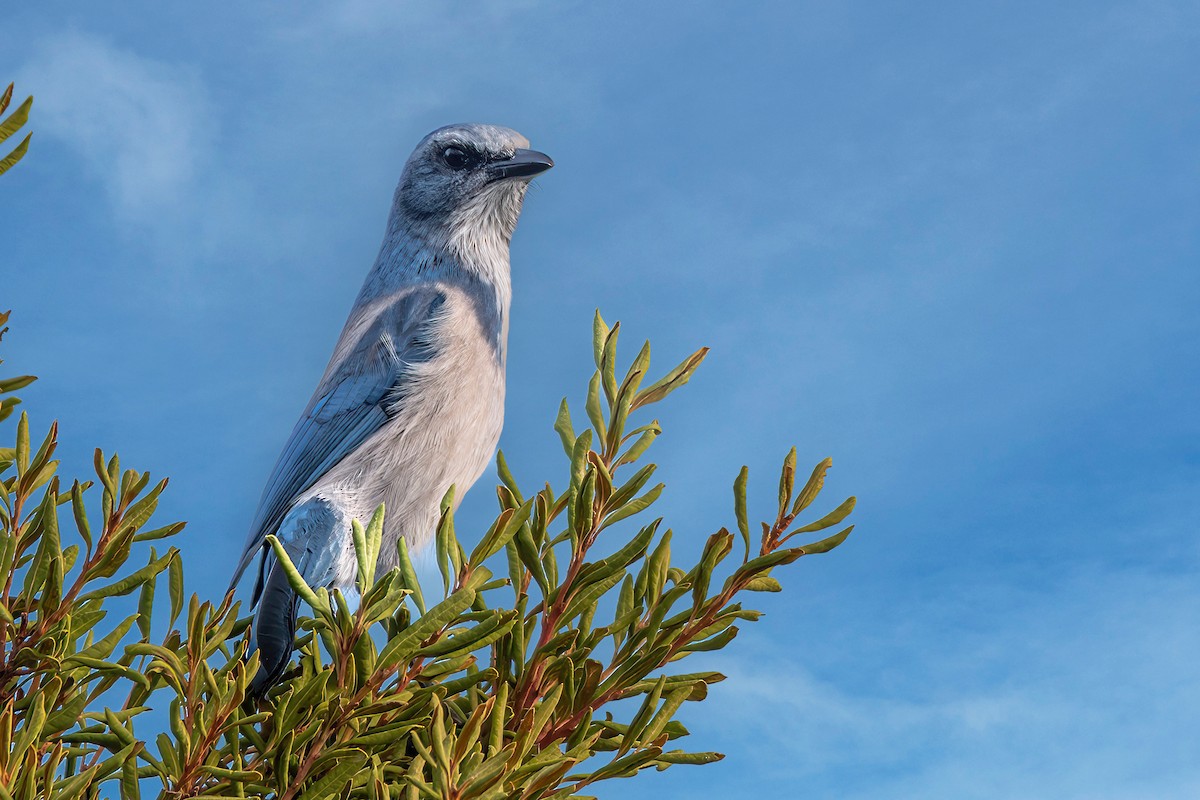 Florida Scrub-Jay - ML640909328