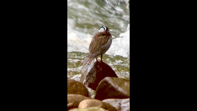 Torrent Duck - ML640909344