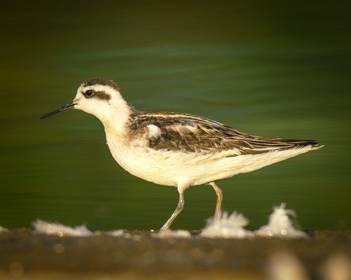 Red-necked Phalarope - ML640909346