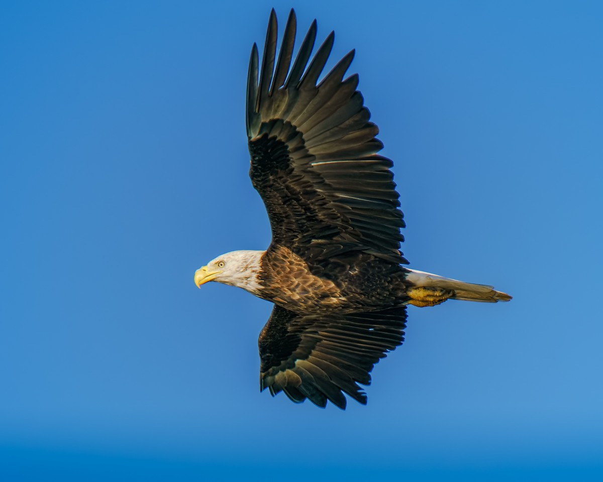 Bald Eagle - ML640909355