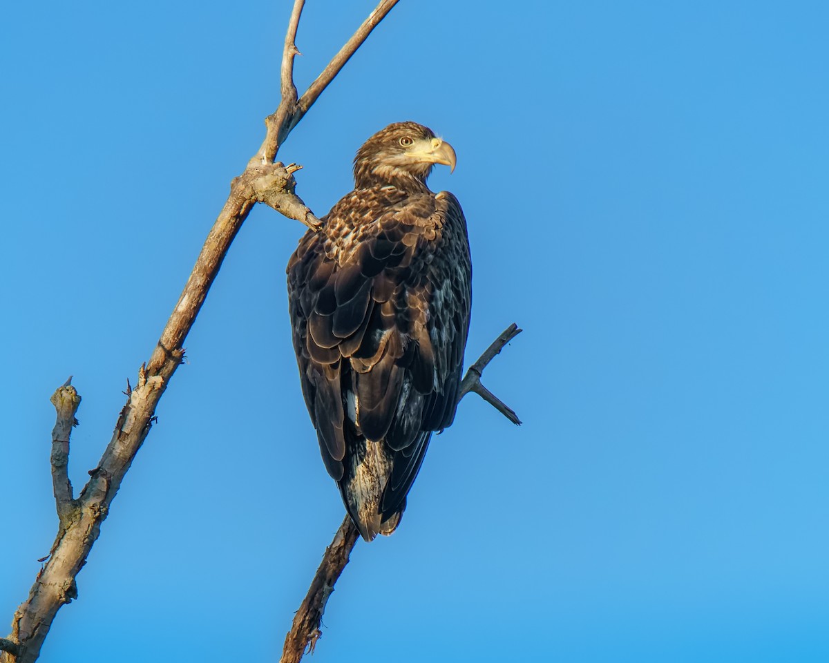 Bald Eagle - ML640909356