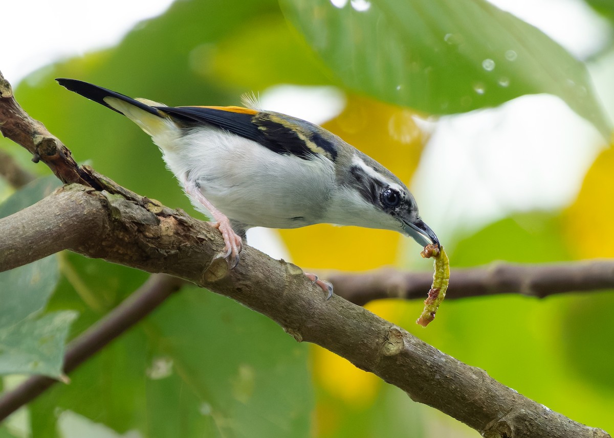 jungelprakttimal (aeralatus gr.) - ML640909362