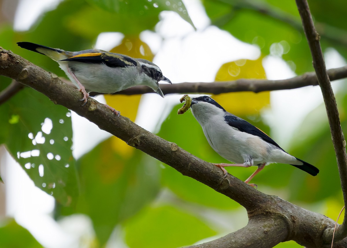 jungelprakttimal (aeralatus gr.) - ML640909365
