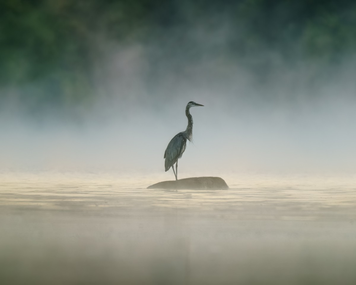 Great Blue Heron - ML640909370