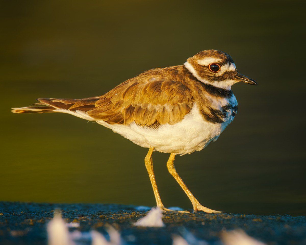 Killdeer - ML640909379