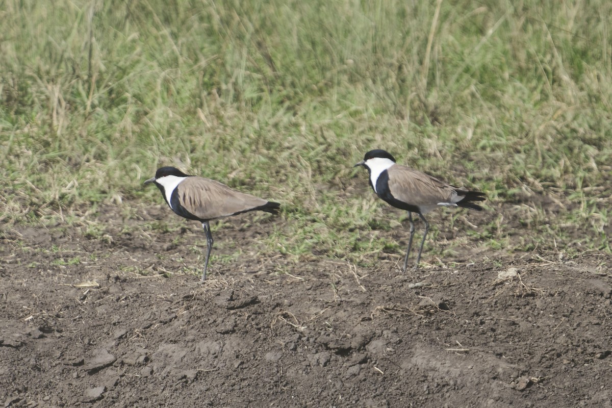 Spur-winged Lapwing - ML640909391