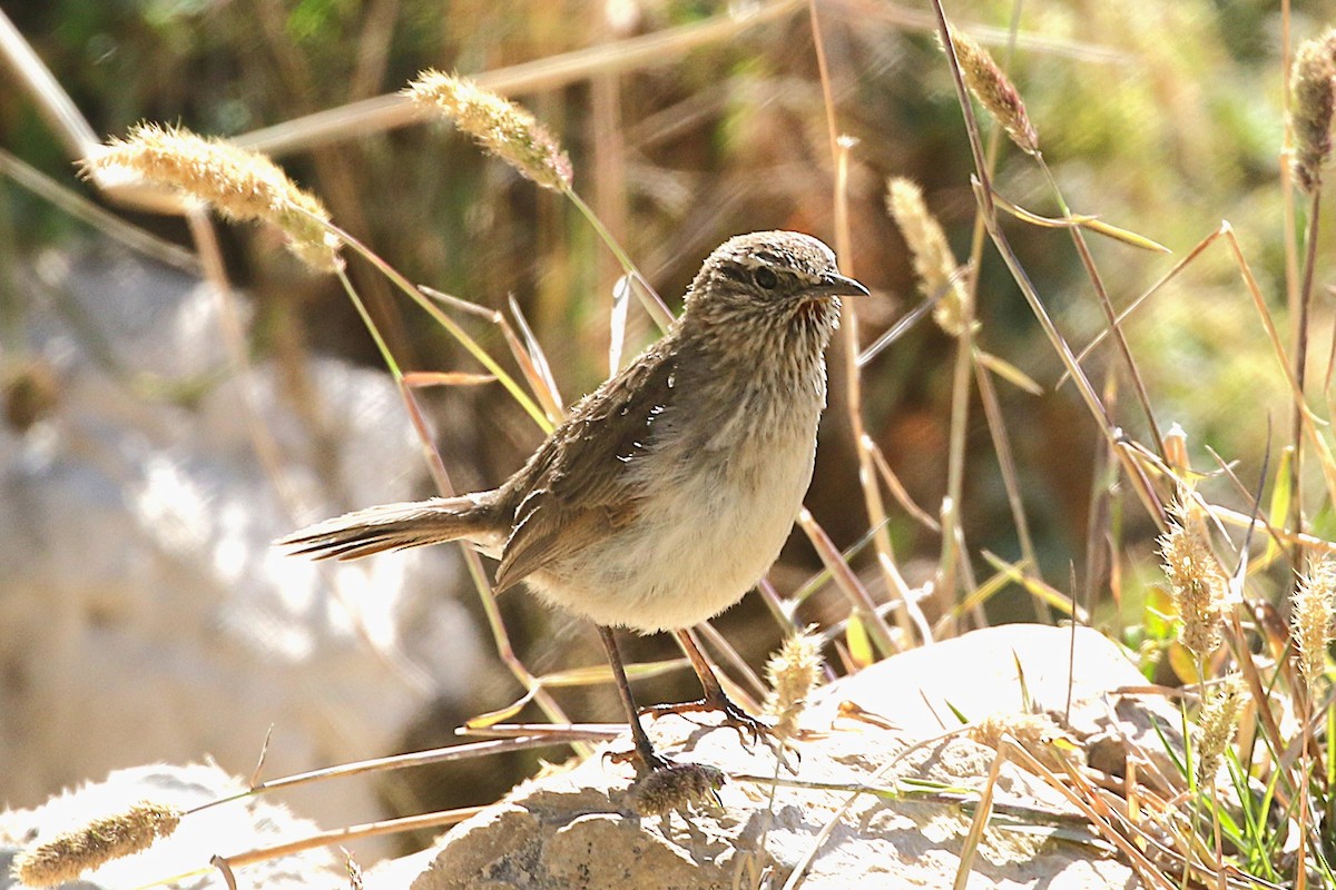 Streak-throated Canastero - ML640909392