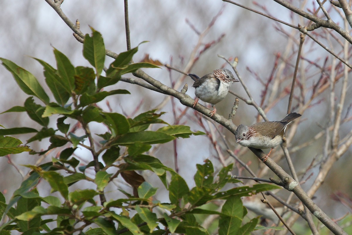Indochinese Yuhina - ML640909449