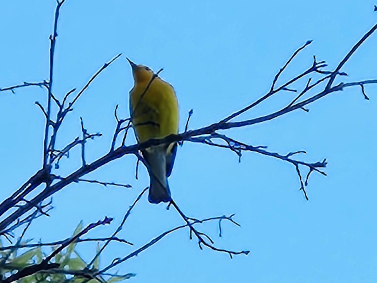 Prothonotary Warbler - ML640909496