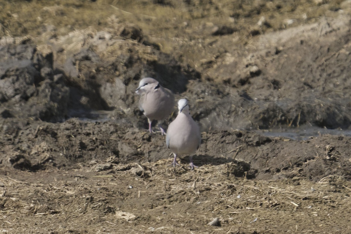 Ring-necked Dove - ML640909507