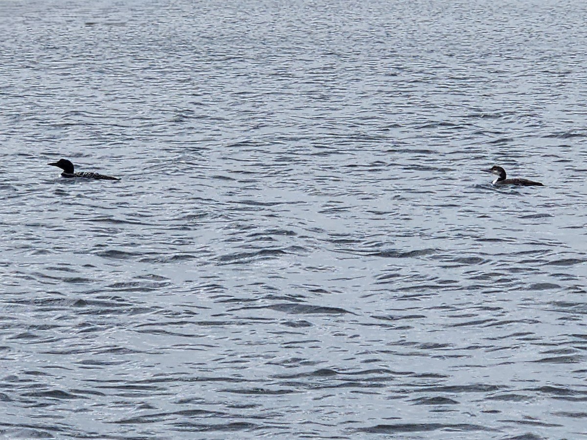 Common Loon - ML640909534