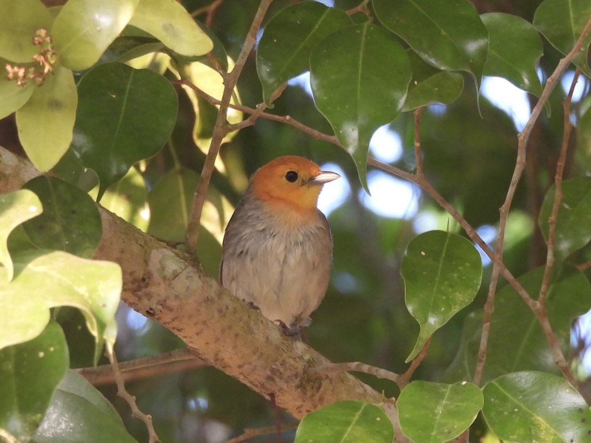Orange-headed Tanager - ML640909544