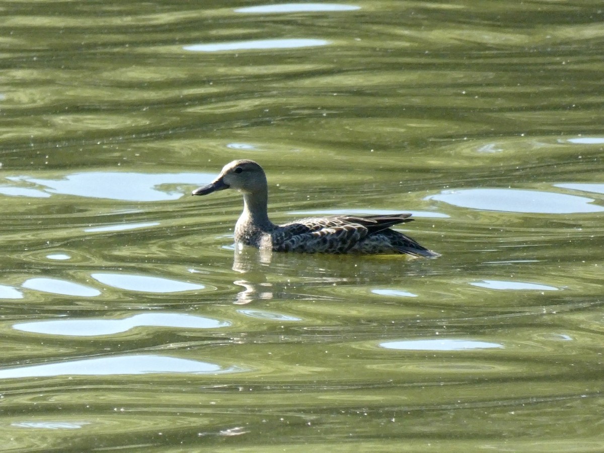 Blue-winged Teal - ML640909589