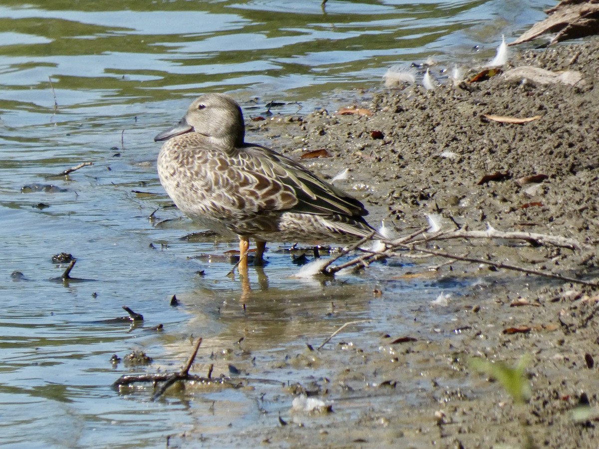 Blue-winged Teal - ML640909590