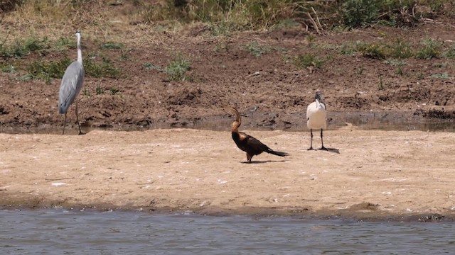 anhinga africká - ML640909591