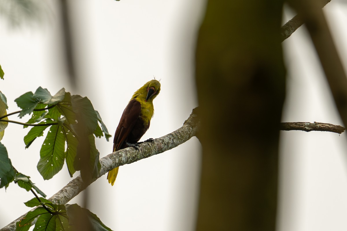 Olive Oropendola - ML640909622