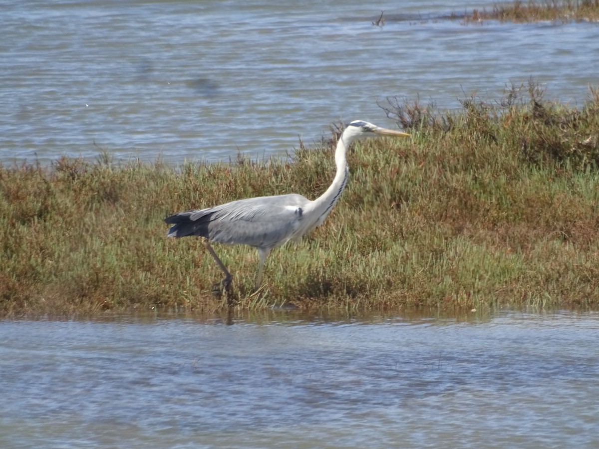 Gray Heron - ML640909642