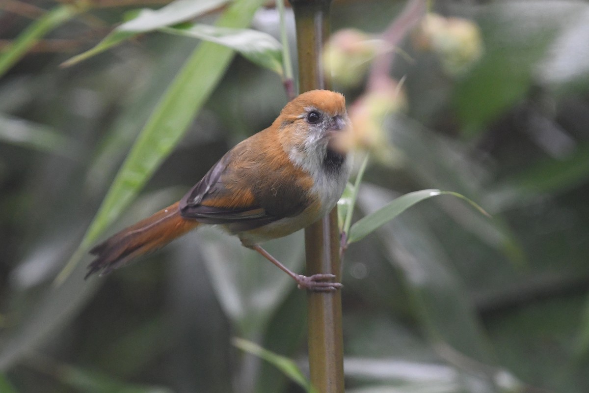 Golden Parrotbill - ML640909649