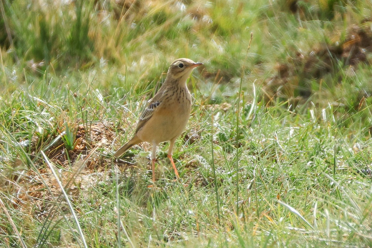 Blyth's Pipit - ML640909650