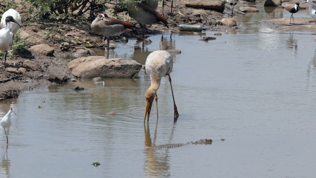 Yellow-billed Stork - ML640909654