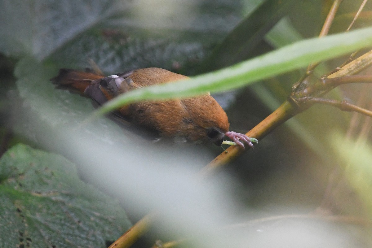 Golden Parrotbill - ML640909655