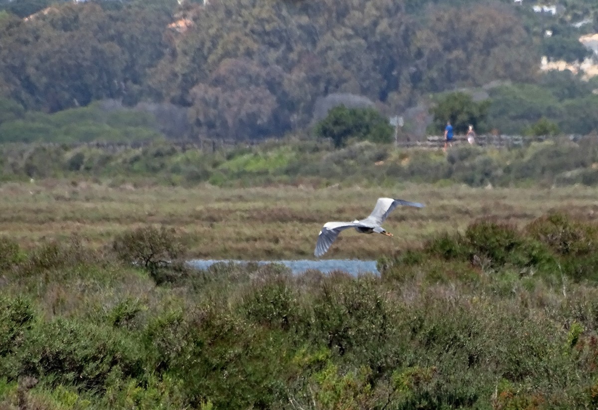 Gray Heron - ML640909669