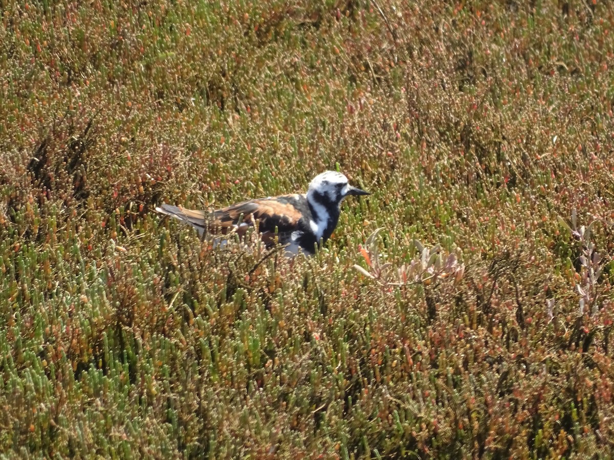 Ruddy Turnstone - ML640909695