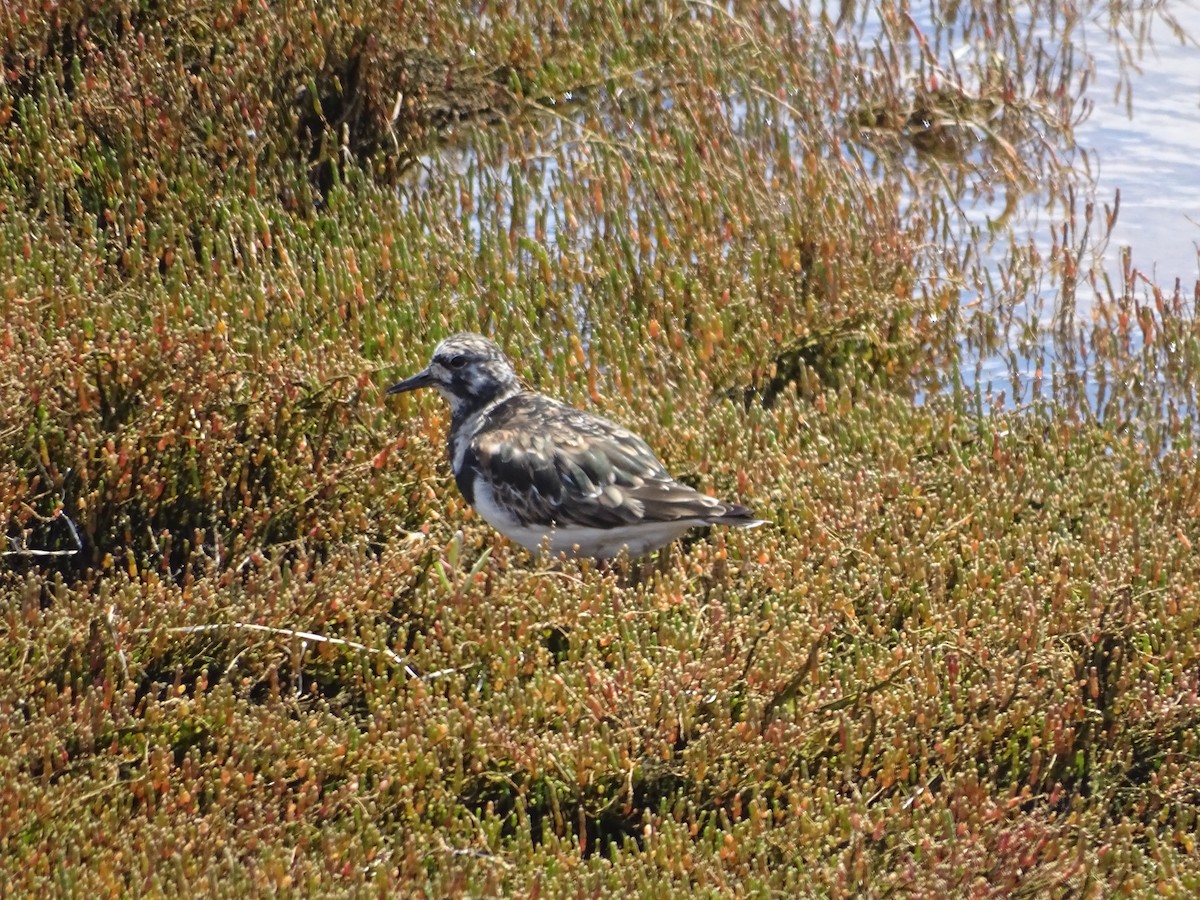 Ruddy Turnstone - ML640909709